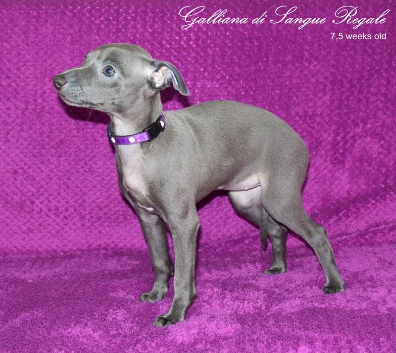 galliana-dsr.jpg