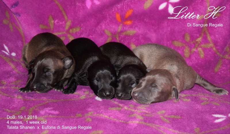 litter-h_1-week.jpg